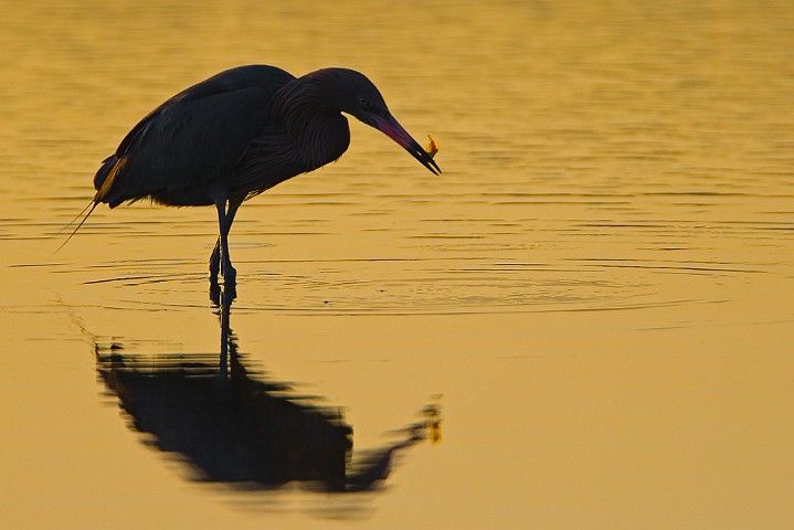 Rtelreiher Egretta rufescens Reddish Egret